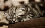 Cute pets, Scottish Fold cat HD wallpapers #24