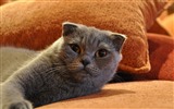 Cute pets, Scottish Fold cat HD wallpapers #25