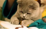 Cute pets, Scottish Fold cat HD wallpapers #26