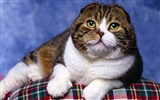 Cute pets, Scottish Fold cat HD wallpapers #27