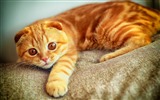 Cute pets, Scottish Fold cat HD wallpapers #28