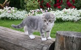 Cute pets, Scottish Fold cat HD wallpapers #29