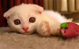 Cute pets, Scottish Fold cat HD wallpapers #30