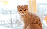 Cute pets, Scottish Fold cat HD wallpapers #31