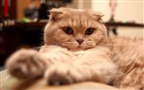 Cute pets, Scottish Fold cat HD wallpapers #32