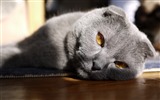 Cute pets, Scottish Fold cat HD wallpapers #33