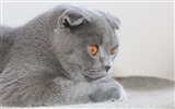 Cute pets, Scottish Fold cat HD wallpapers #34