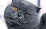 Cute pets, Scottish Fold cat HD wallpapers #37