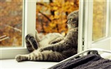 Cute pets, Scottish Fold cat HD wallpapers #38