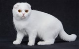Cute pets, Scottish Fold cat HD wallpapers #39