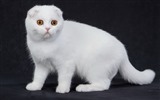 Tierisch, Scottish Fold Katze HD Wallpaper #39