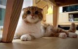 Cute pets, Scottish Fold cat HD wallpapers #40