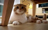 Tierisch, Scottish Fold Katze HD Wallpaper #40