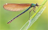 Insectos primer plano, fondos de pantalla de alta definición de la libélula #2