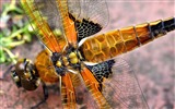 Insectos primer plano, fondos de pantalla de alta definición de la libélula #4