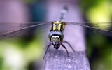 Insekt close-up, Libelle HD Wallpaper #8