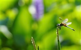 Insecte close-up, fonds d'écran HD libellule #9