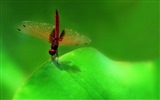 Insecte close-up, fonds d'écran HD libellule #10