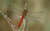 곤충 근접 촬영, 잠자리 HD 월페이퍼 #12