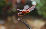 Insecte close-up, fonds d'écran HD libellule #13
