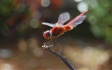 Insect close-up, dragonfly HD wallpapers #13