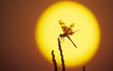 Insecte close-up, fonds d'écran HD libellule #19