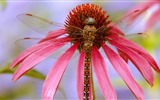 Insecte close-up, fonds d'écran HD libellule #20