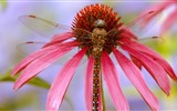 Insect close-up, dragonfly HD wallpapers #20