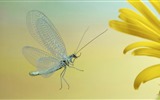Insecte close-up, fonds d'écran HD libellule #21