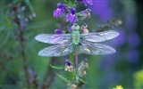 Insectos primer plano, fondos de pantalla de alta definición de la libélula #22