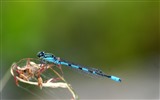 Insekt close-up, Libelle HD Wallpaper #24
