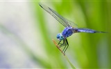 Insecte close-up, fonds d'écran HD libellule #25