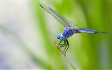 Insect close-up, dragonfly HD wallpapers #25