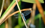 Insectos primer plano, fondos de pantalla de alta definición de la libélula #26