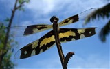 Insecte close-up, fonds d'écran HD libellule #27