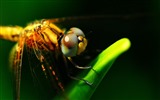 Insectos primer plano, fondos de pantalla de alta definición de la libélula #29