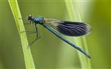 Insecte close-up, fonds d'écran HD libellule #30