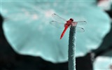 Insecte close-up, fonds d'écran HD libellule #31