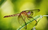 Insect close-up, dragonfly HD wallpapers #33