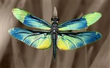 Insecte close-up, fonds d'écran HD libellule #35