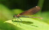 곤충 근접 촬영, 잠자리 HD 월페이퍼 #36
