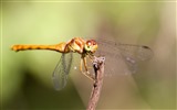 Insecte close-up, fonds d'écran HD libellule #37