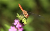 Insect close-up, dragonfly HD wallpapers #38