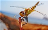 Insecte close-up, fonds d'écran HD libellule #39