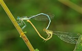 Insecte close-up, fonds d'écran HD libellule #40