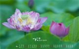 2016年6月 月历壁纸(一)10