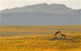 Mayo de 2016 fondos de pantalla HD tema de Bing #16