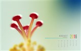 De agosto de el año 2016 fondo de pantalla de calendario (2) #5