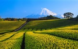 De junio de 2016 fondos de pantalla HD tema de Bing (2) #8