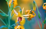 July 2016 Bing theme HD wallpapers (1) #7